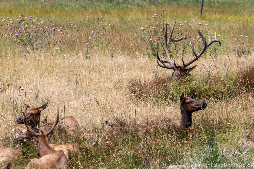 Elk Rudel am Bear Lake