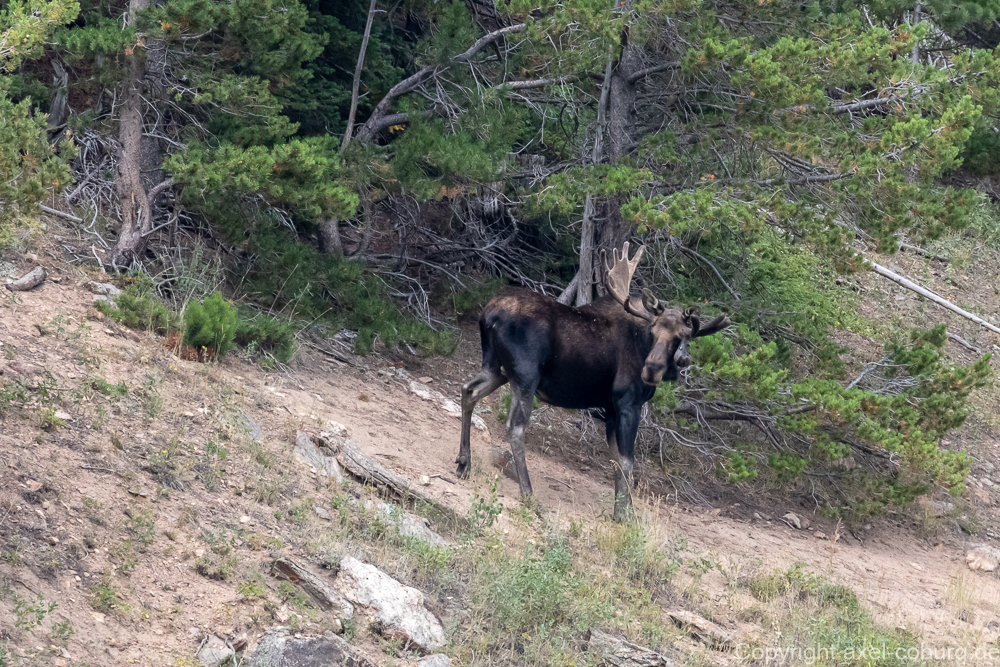 Elch am Hidden Valley