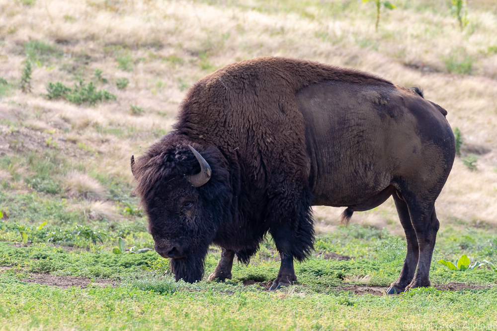 Bison Bulle
